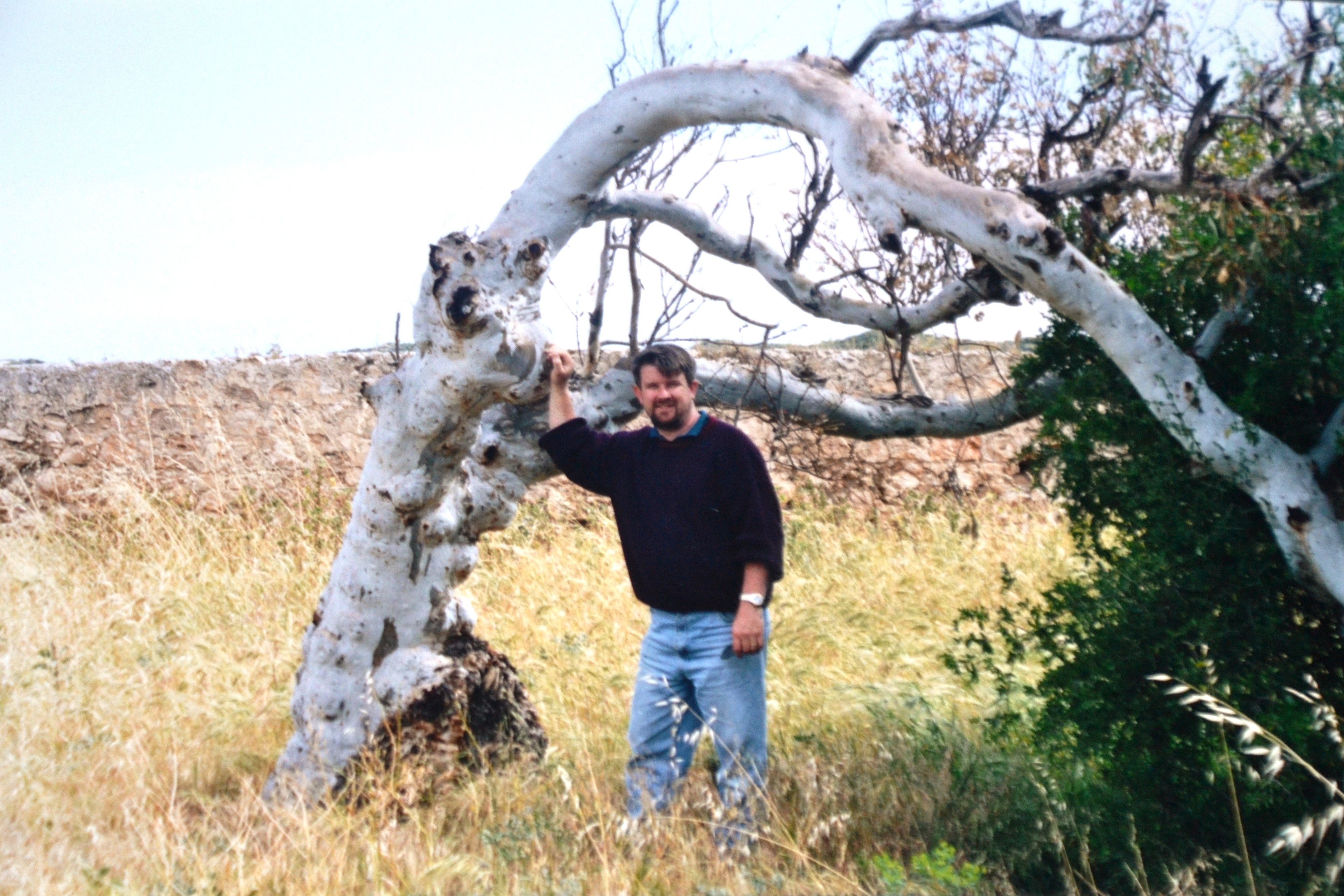 Geoff Greenough tree